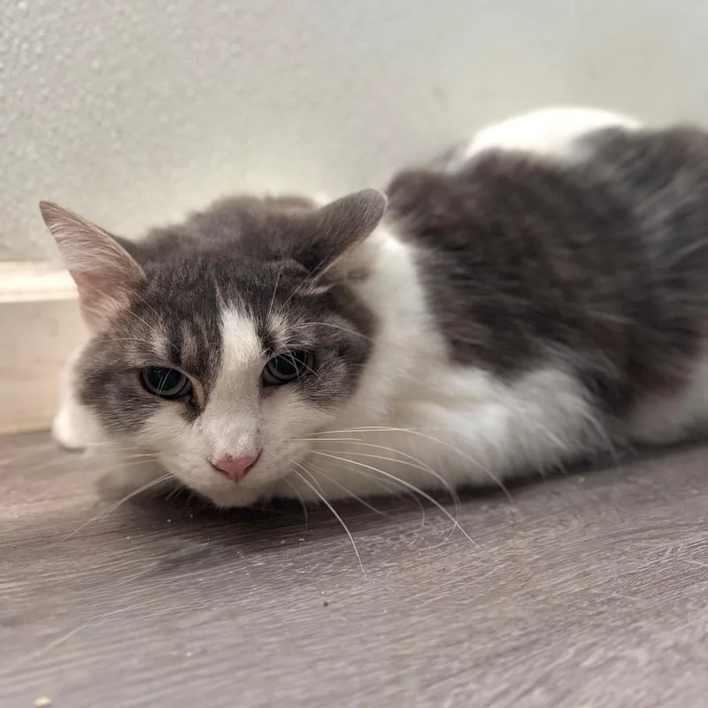 An adult medium-sized male Gray / Blue / Silver Domestic Medium Hair cat named Dinosaur Bones for adoption in Fredericksburg, VA