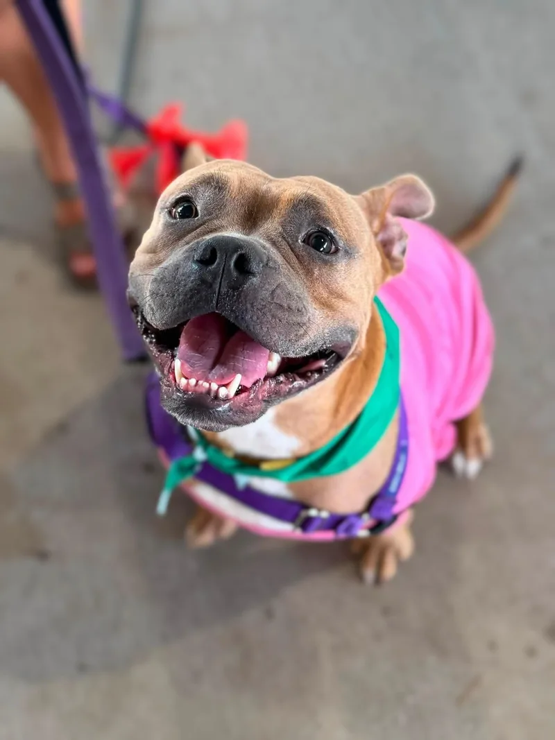 A young medium-sized female American Staffordshire Terrier dog named Nugget for adoption in Holly Springs, NC