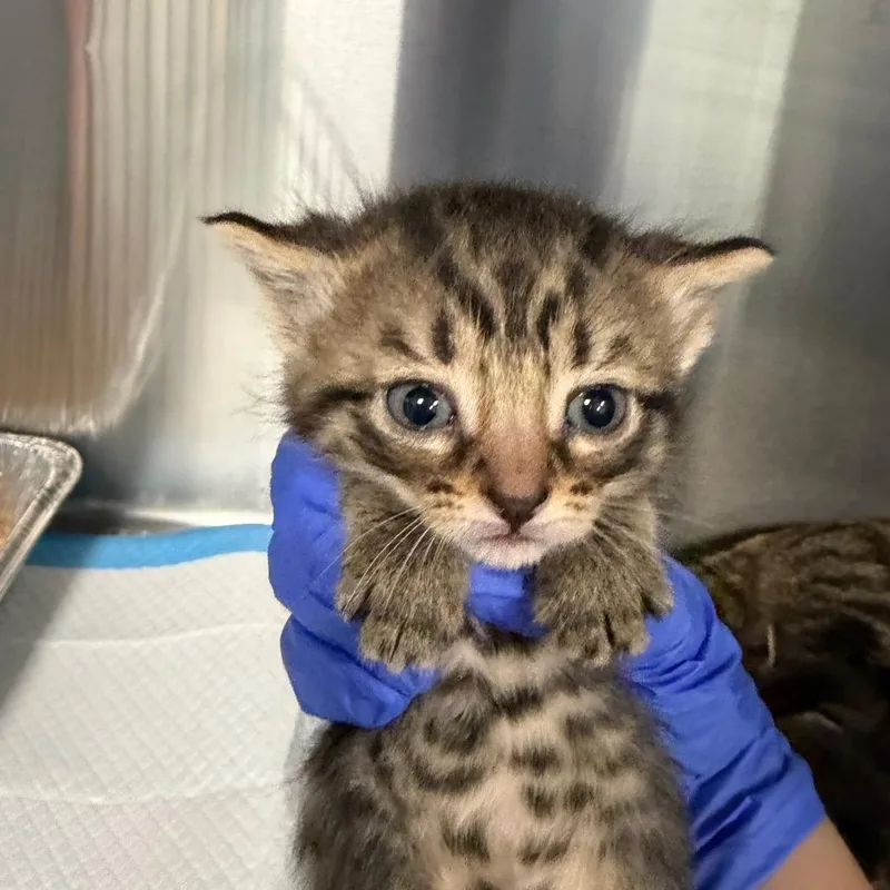 A baby small-sized female Brown / Chocolate Domestic Short Hair cat named Telegram for adoption in Greensboro, NC