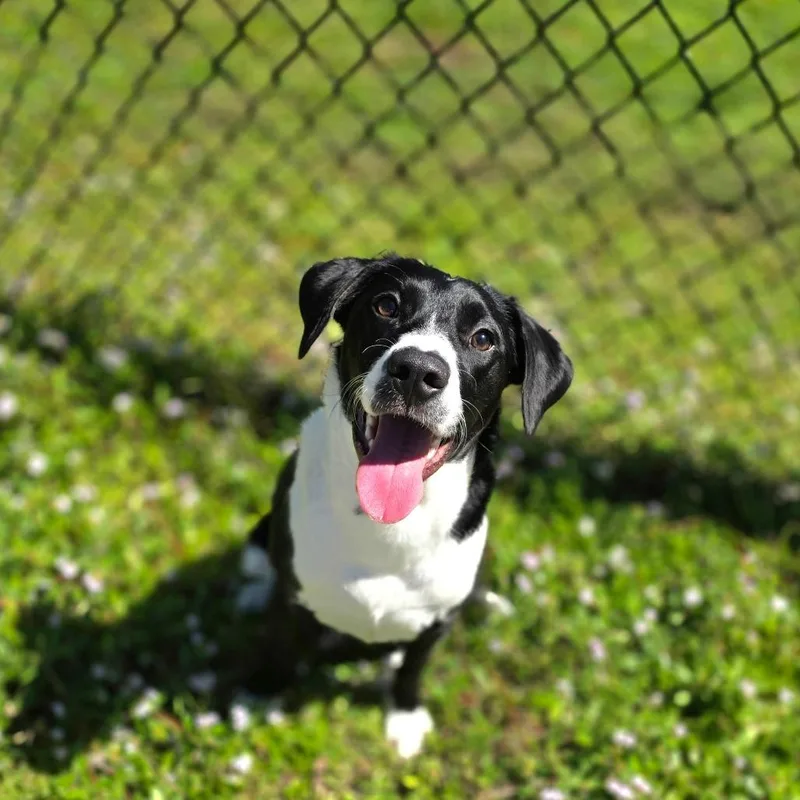 Daisy thumbnail 2