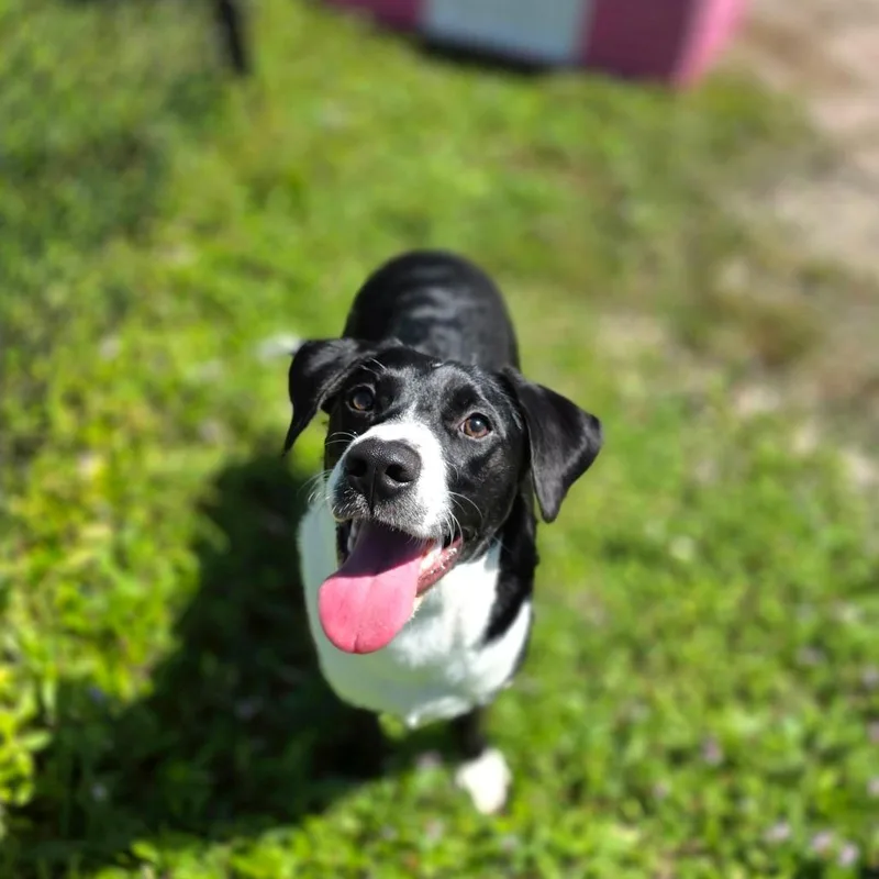 Daisy thumbnail 4