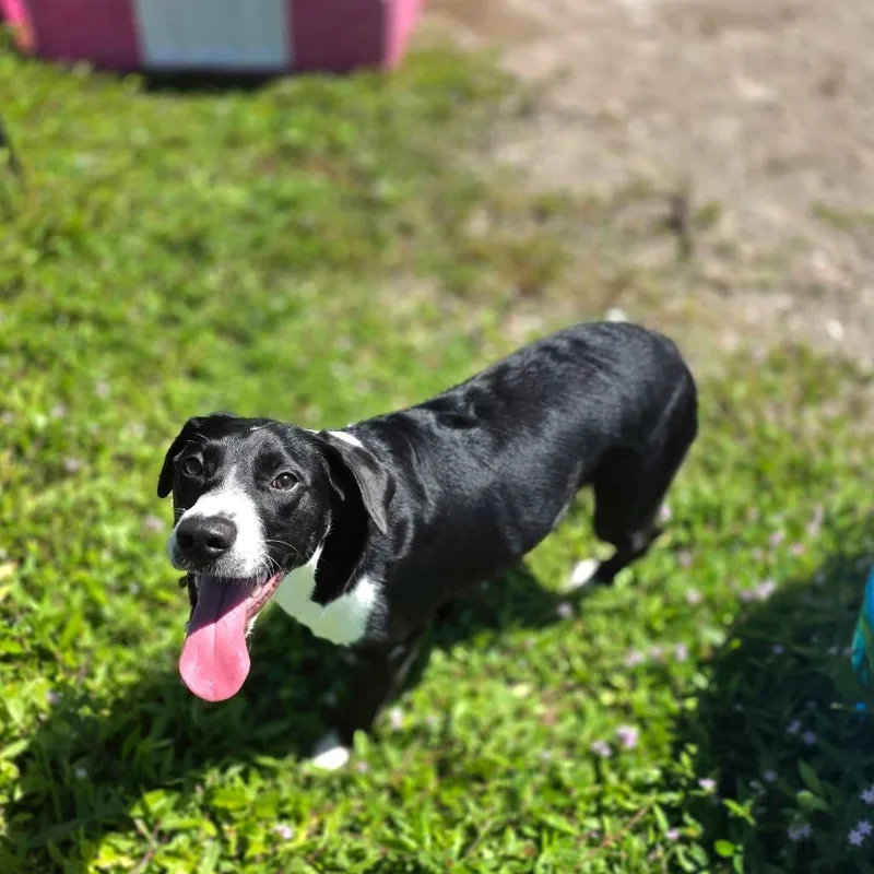 Daisy thumbnail 5
