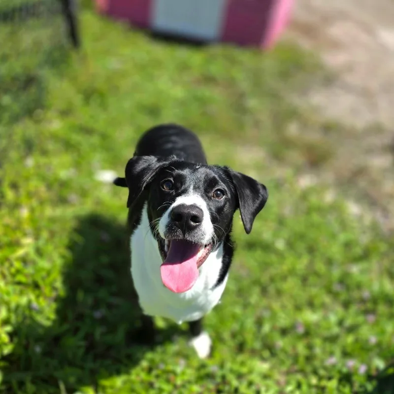 Daisy thumbnail 6