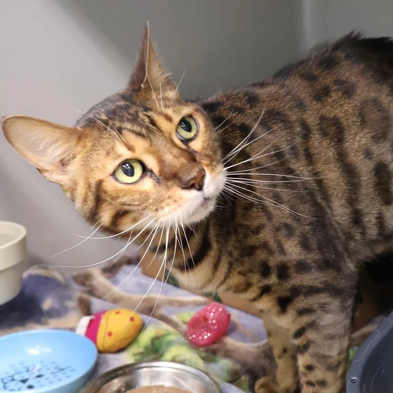 An adult large-sized male Brown / Chocolate Bengal cat named Louie for adoption in Saint Charles, MO