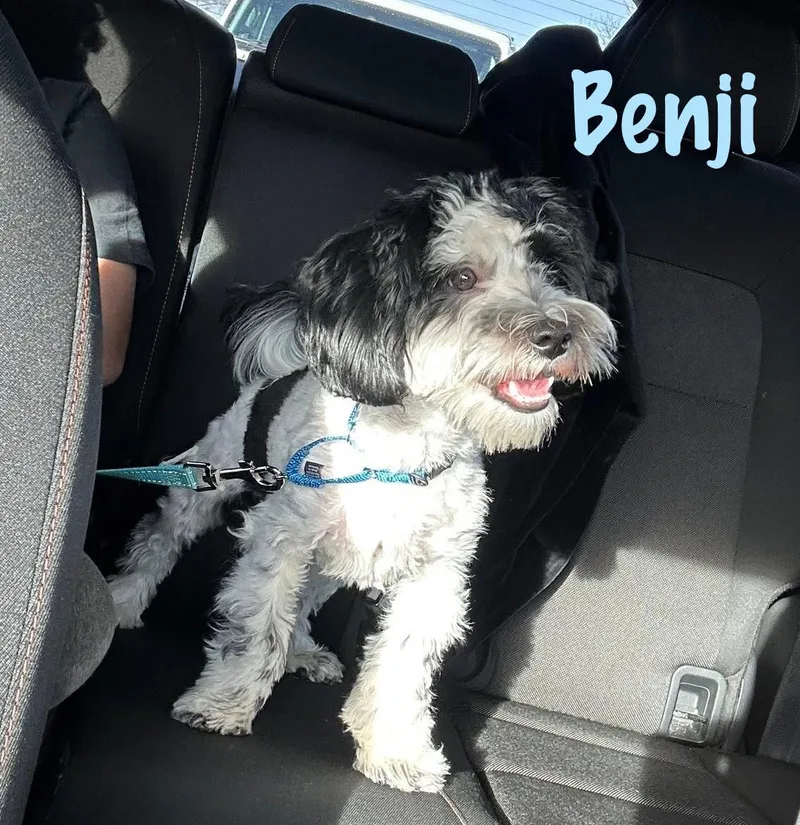 A young small-sized male Black Havanese dog named Benji for adoption in Elburn, IL