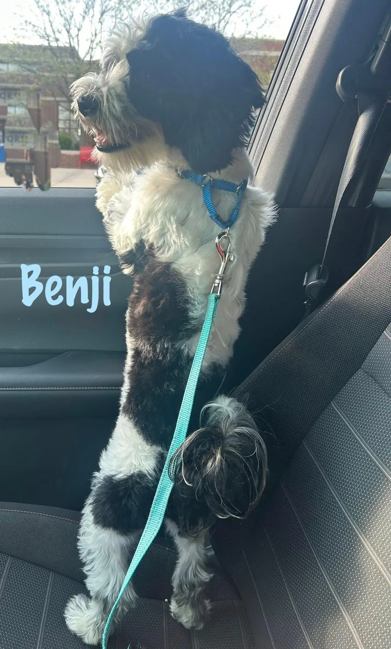 Benji thumbnail 2