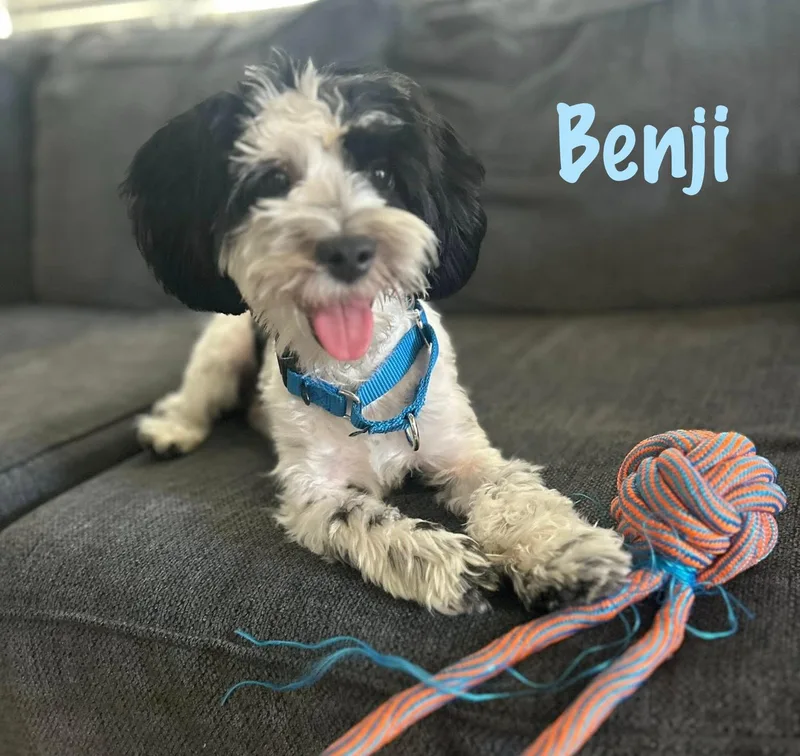 Benji thumbnail 4