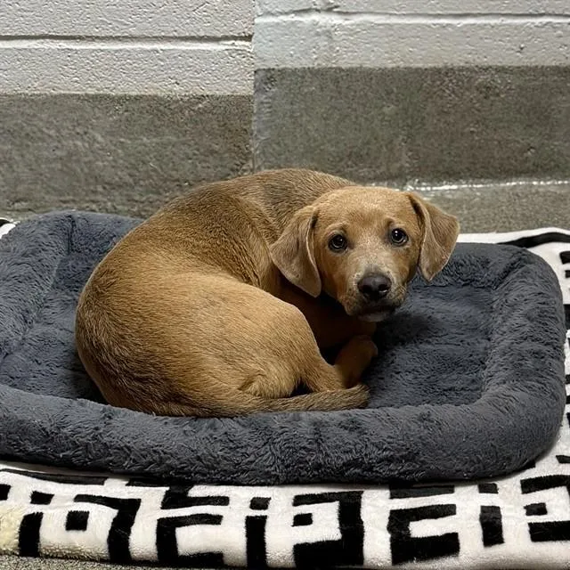 A young medium-sized male Dachshund dog named Tyler for adoption in Huntsville, AL