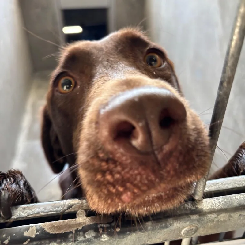 A baby medium-sized female Brown / Chocolate Labrador Retriever dog named Lily Bell A for adoption in Mission Hills, CA