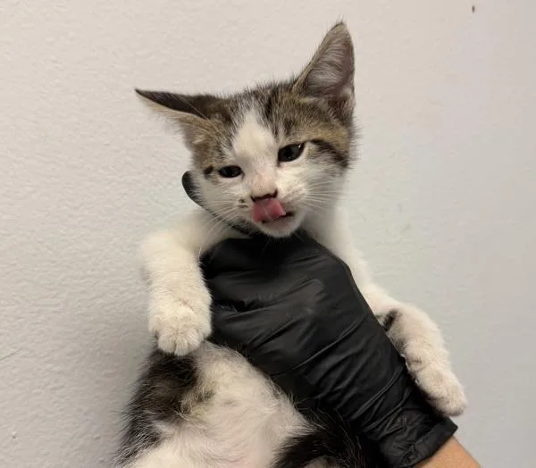 A baby small-sized male Domestic Short Hair cat named Tiffany for adoption in Oceanside, CA