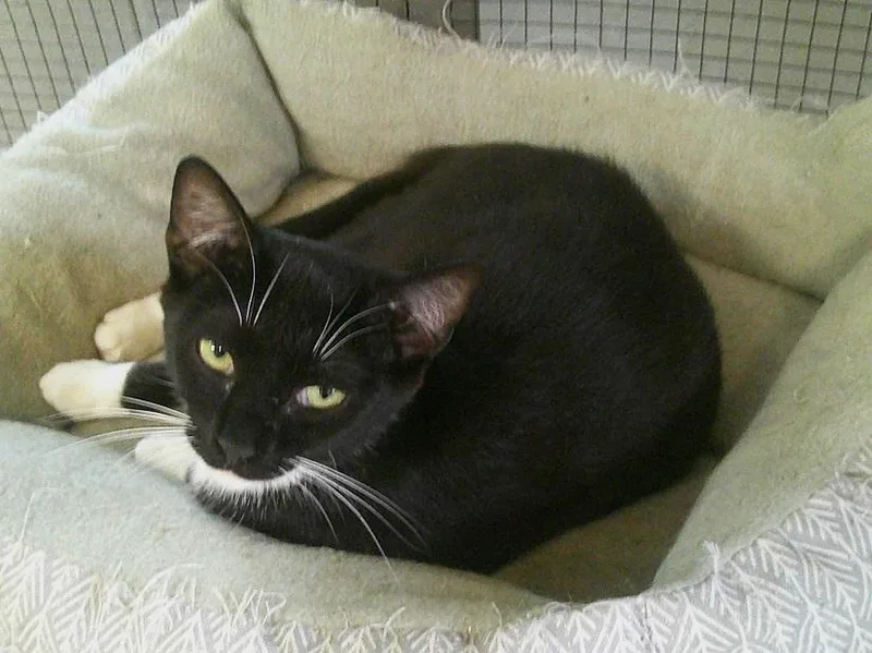 A young medium-sized female Black Domestic Short Hair cat named Tenor for adoption in Pegram, TN