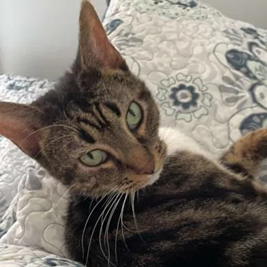 An adult large-sized female Brown / Chocolate Domestic Short Hair cat named Cleopatra for adoption in Washington, DC