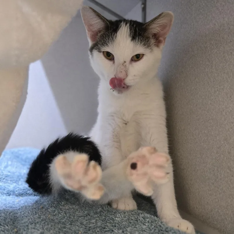 A baby medium-sized male White Domestic Short Hair cat named Soybean for adoption in Pittsburgh, PA
