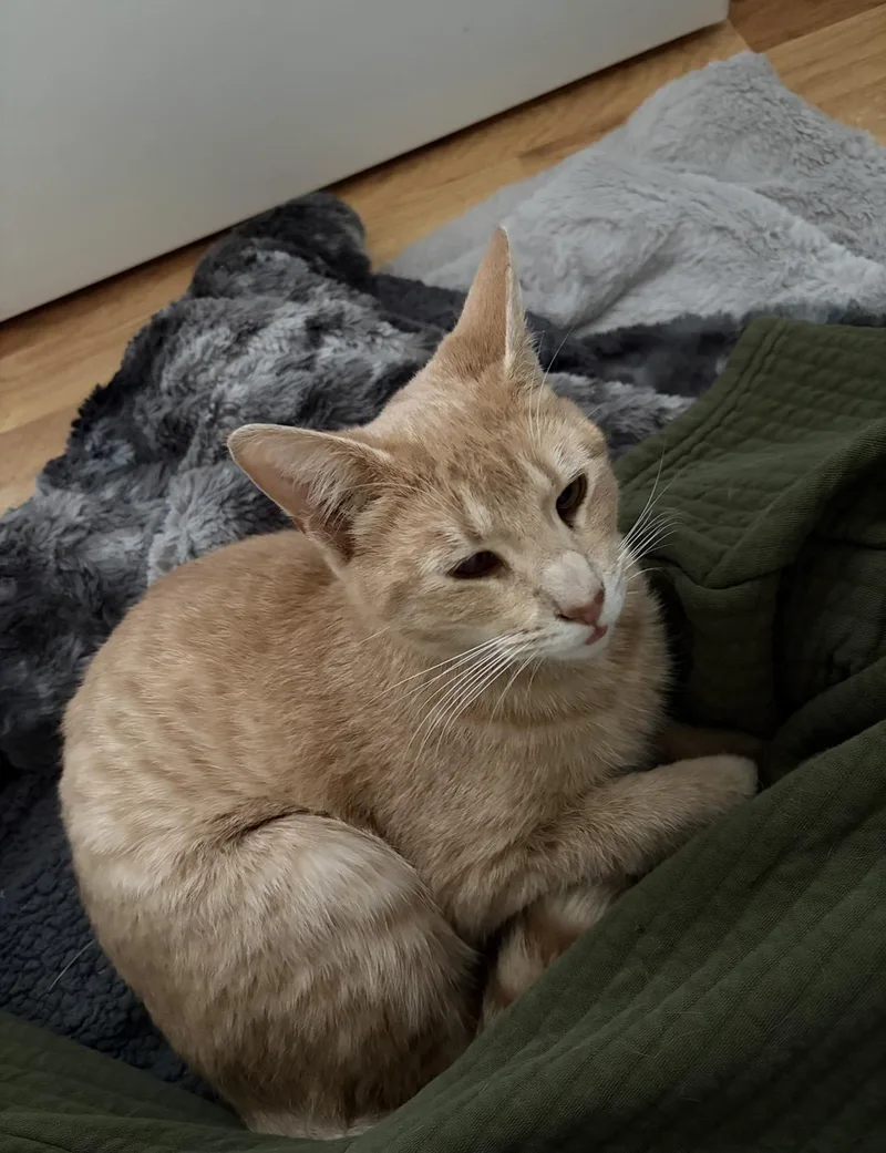 A young medium-sized male Domestic Short Hair cat named Messmer for adoption