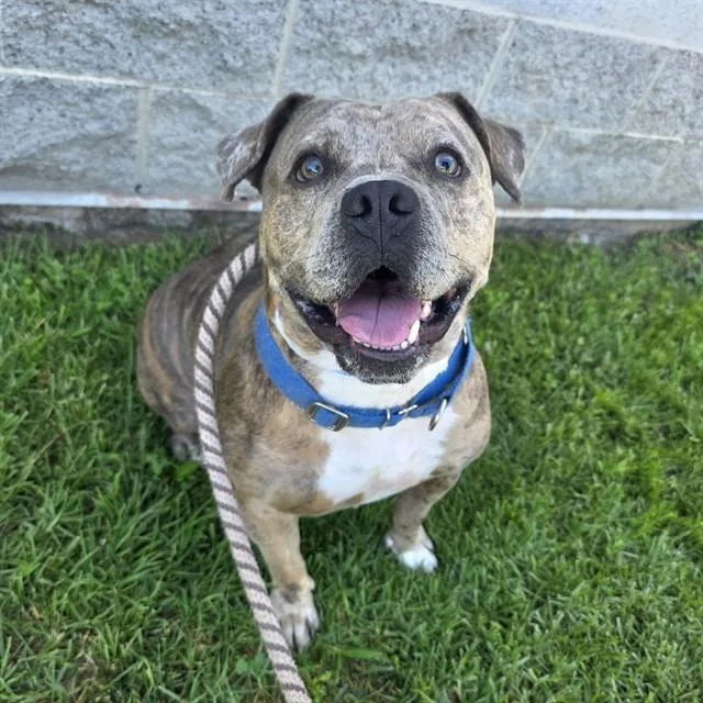 A young large-sized male Pit Bull Terrier dog named Baccarat for adoption in Long Beach, CA
