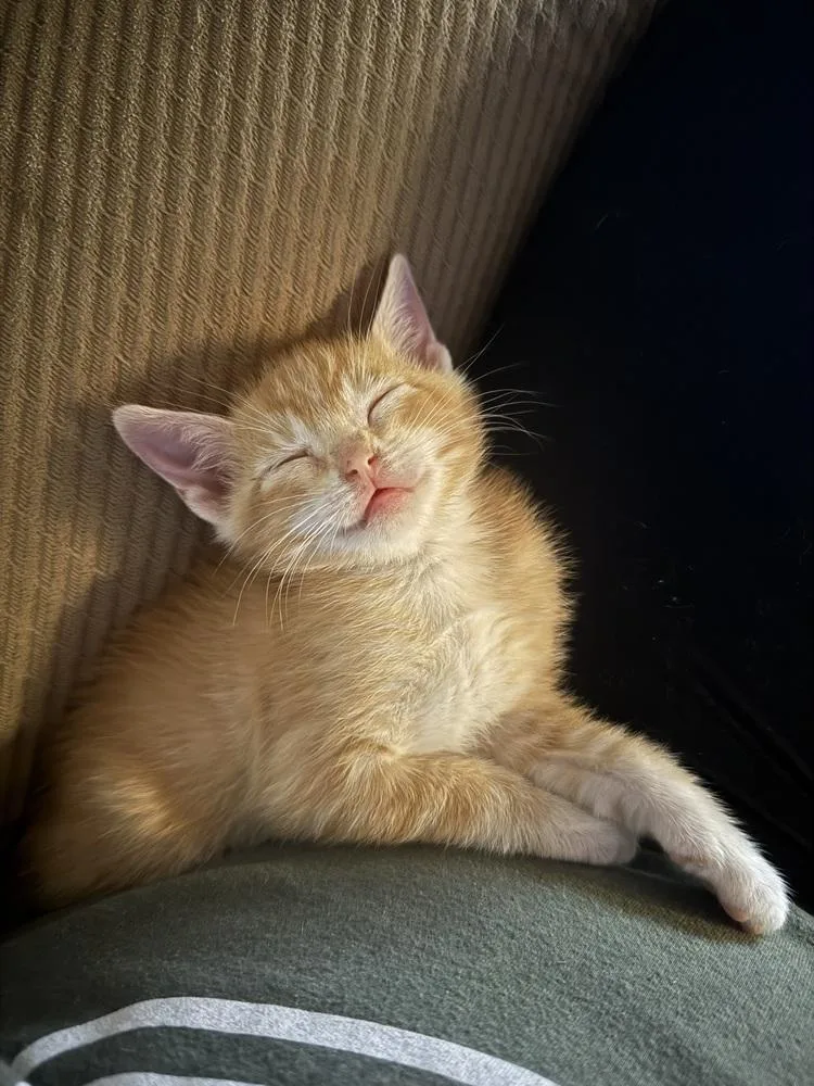 A baby small-sized male Domestic Short Hair cat named Juni for adoption in Plumerville, AR