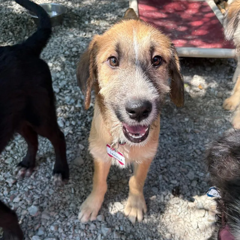 A baby small-sized female Yellow / Tan / Blond / Fawn Terrier dog named Daniella for adoption in Wake Forest, NC