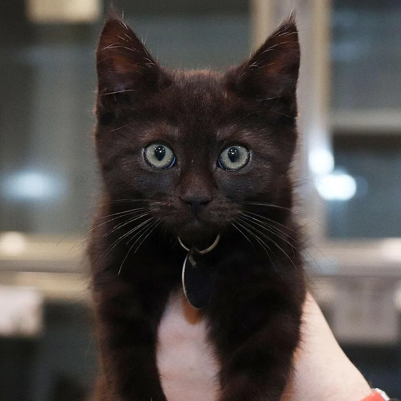 A baby small-sized female Domestic Short Hair cat named Veronica for adoption in Port Washington, NY