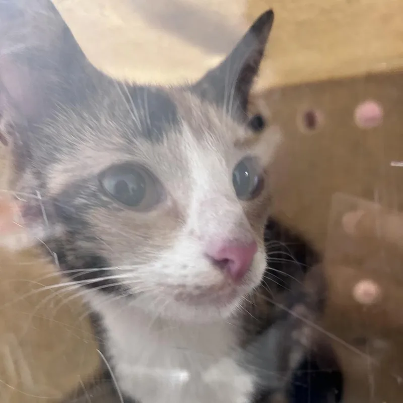 An adult small-sized female Calico Domestic Short Hair cat named Love for adoption in Philadelphia, PA