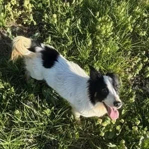 A young small-sized female White / Cream Mixed Breed dog named Ruffles for adoption in Henderson, KY