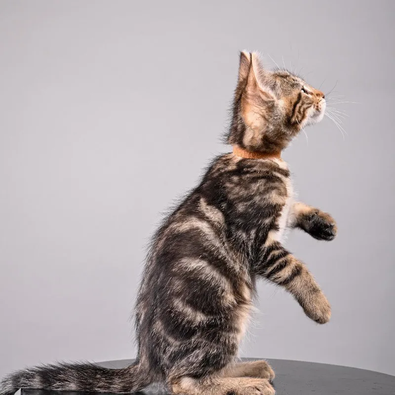 A baby small-sized male Brown / Chocolate Domestic Medium Hair cat named Max for adoption in Pacific Grove, CA