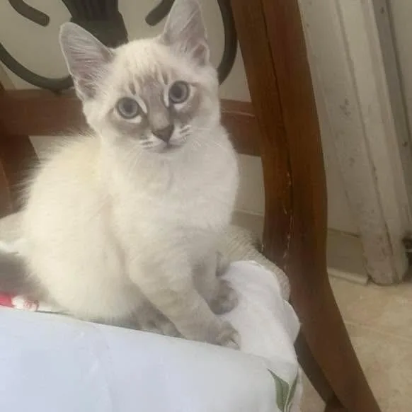 A baby small-sized male White Domestic Short Hair cat named Lumos for adoption in Buellton, CA