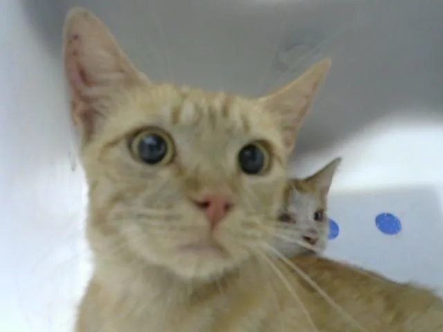 A young medium-sized female Domestic Long Hair cat named Flo for adoption in Albuquerque, NM