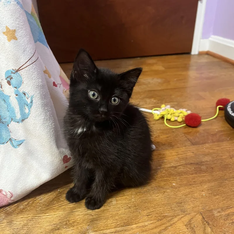 A baby medium-sized female Black Domestic Short Hair cat named Annapolis for adoption in Woodbridge, VA