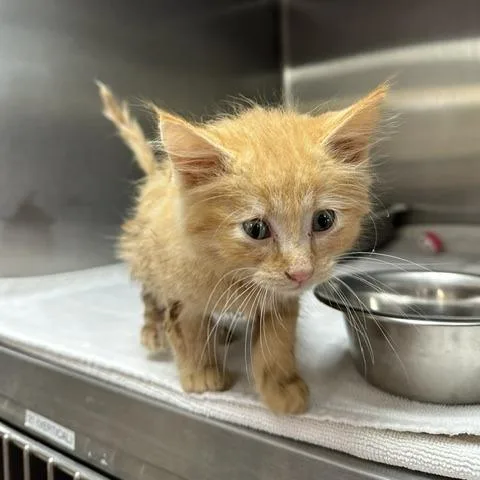 A baby small-sized male Orange / Red Domestic Medium Hair cat named Thane for adoption in Indianapolis, IN