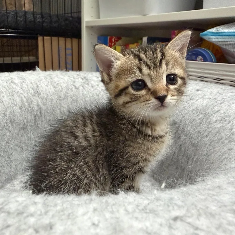 A baby small-sized male Brown / Chocolate Domestic Short Hair cat named Nemo for adoption in La Grange, KY
