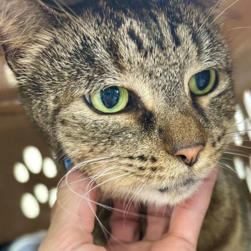 A young medium-sized female Brown / Chocolate Domestic Short Hair cat named Euni for adoption in Boston, MA