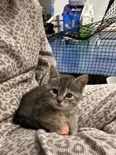 A baby small-sized female Gray & White Domestic Short Hair cat named Peanuts Z. for adoption in Oradell, NJ