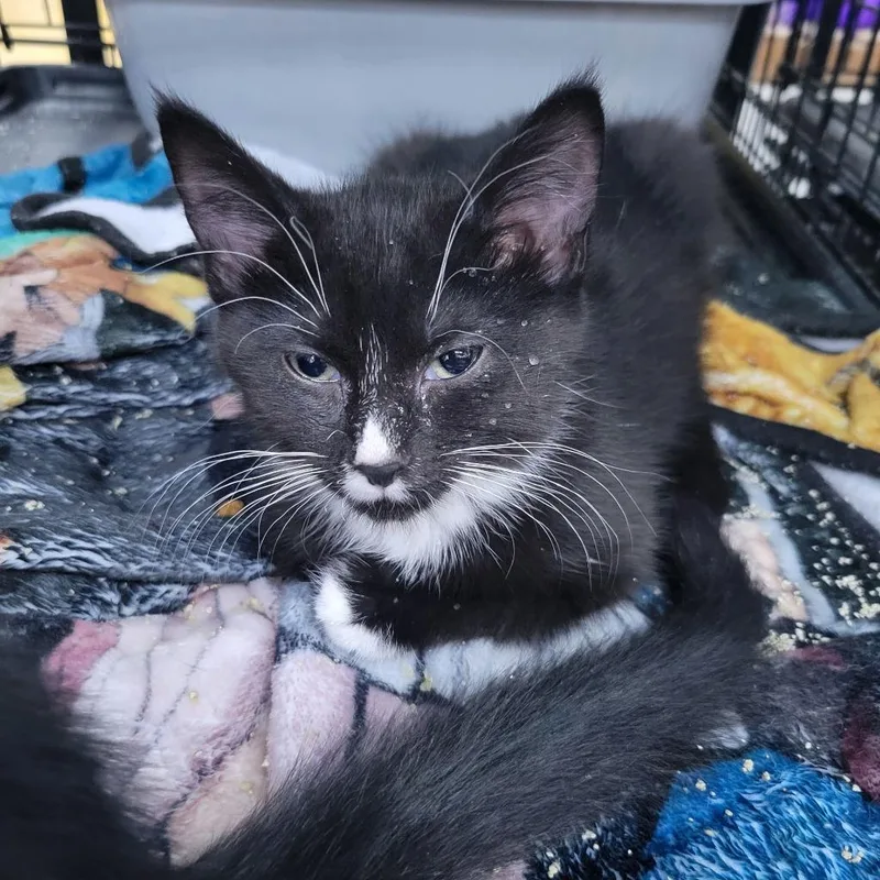 A baby medium-sized female Domestic Short Hair cat named Princess for adoption in St. Cloud, MN