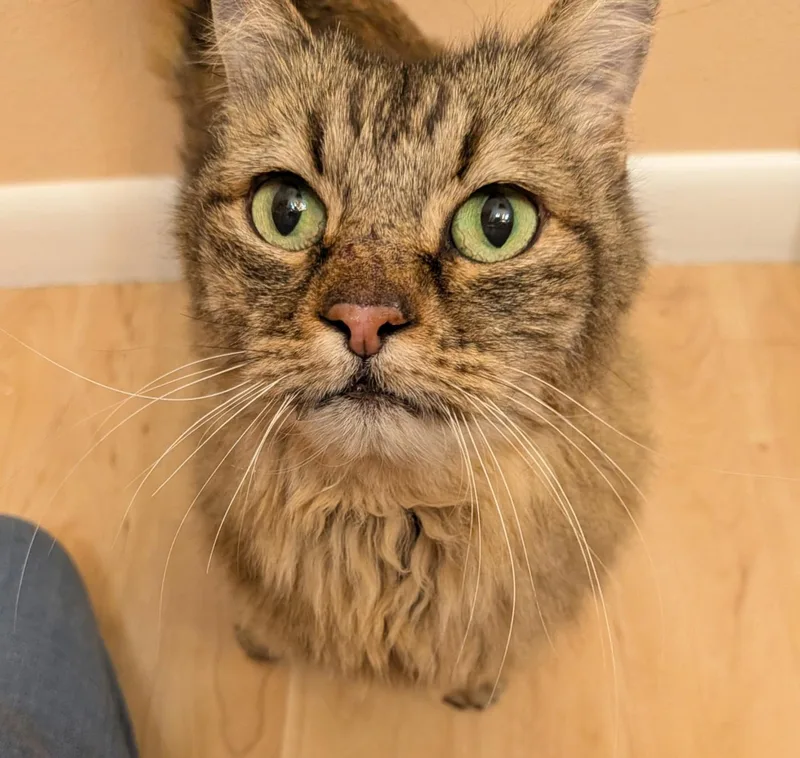 A senior small-sized female Torbie cat named Tia Sophia for adoption in Albuquerque, NM
