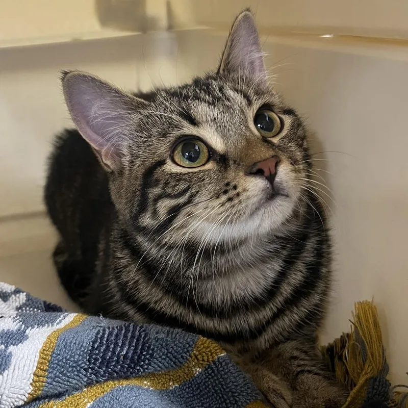 A young medium-sized female Brown / Chocolate Domestic Short Hair cat named Dandelion for adoption in Oak Park, IL
