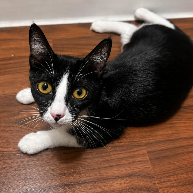 A young small-sized female Black Domestic Short Hair cat named Tuxie for adoption in Tustin, CA