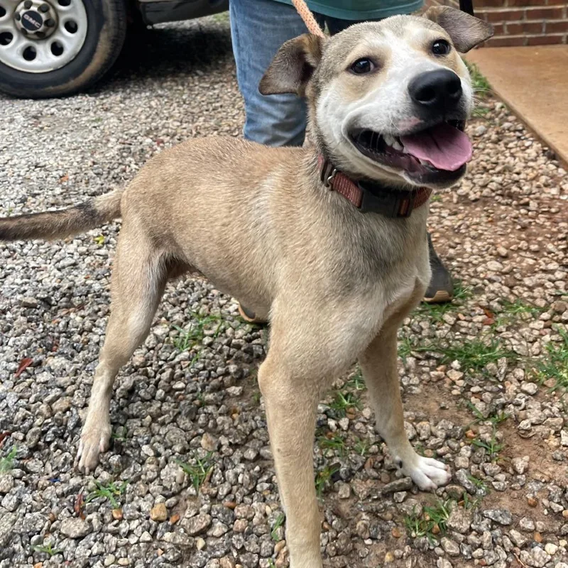A baby medium-sized male Yellow / Tan / Blond / Fawn Mixed Breed dog named Sawyer for adoption in Valley, AL