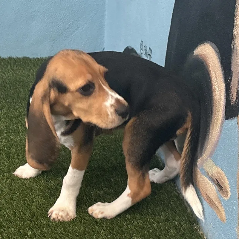 A baby small-sized male Yellow / Tan / Blond / Fawn Beagle dog named ??H aka Prince for adoption in LOXAHATCHEE, FL
