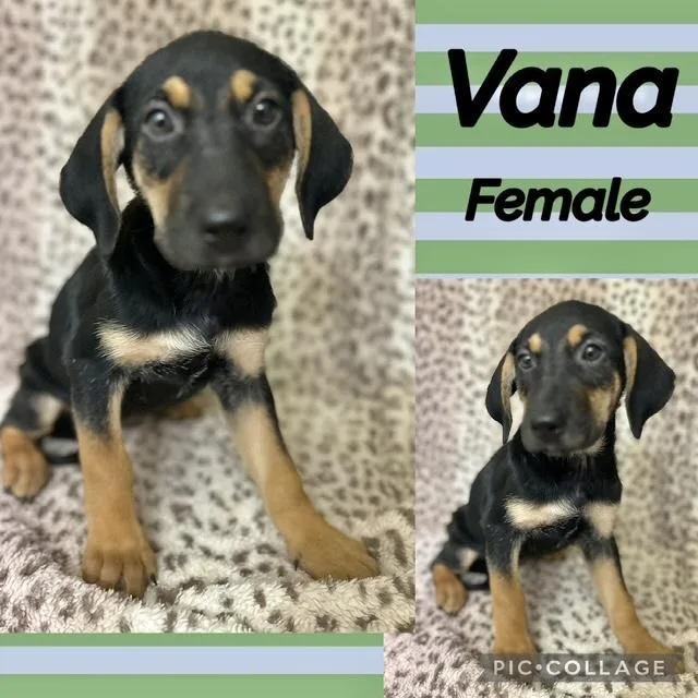 A baby medium-sized female Labrador Retriever dog named Vana for adoption in Manchester, CT