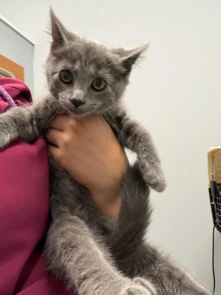 A baby medium-sized female Domestic Short Hair cat named Opportunity for adoption in Bloomington, IN