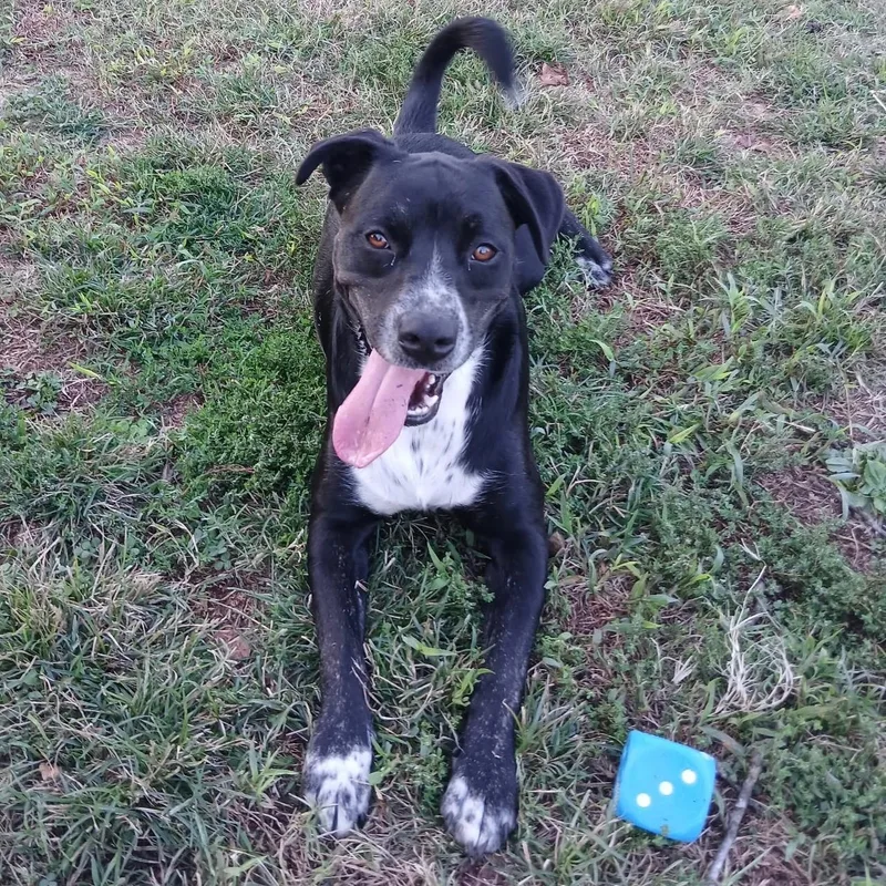 An adult medium-sized male Pit Bull Terrier dog named Fonzie for adoption in Colcord, OK