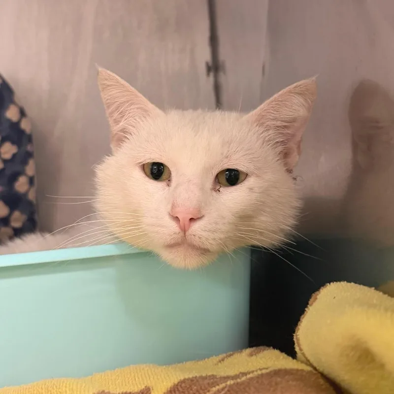 An adult medium-sized male White Domestic Short Hair cat named Oasis for adoption in Edwardsville, IL