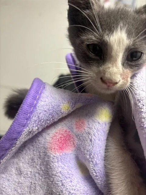 A baby small-sized male Domestic Short Hair cat named Possum for adoption in Fort Lauderdale, FL