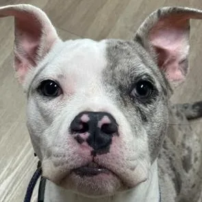 A young medium-sized female Merle (Blue) Pit Bull Terrier dog named Roxy for adoption in Lyndhurst, NJ