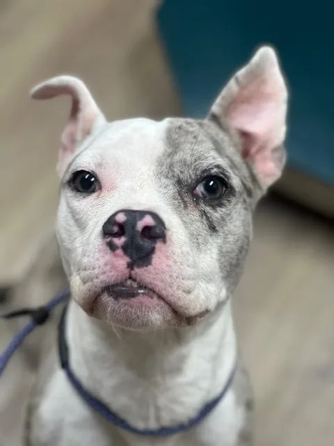 Roxy thumbnail 2