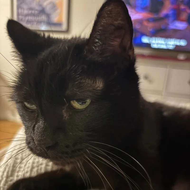 A senior medium-sized female Black Domestic Short Hair cat named Adrian for adoption in New York, NY