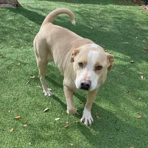 An adult medium-sized female White / Cream Mixed Breed dog named Pam for adoption in LOXAHATCHEE, FL