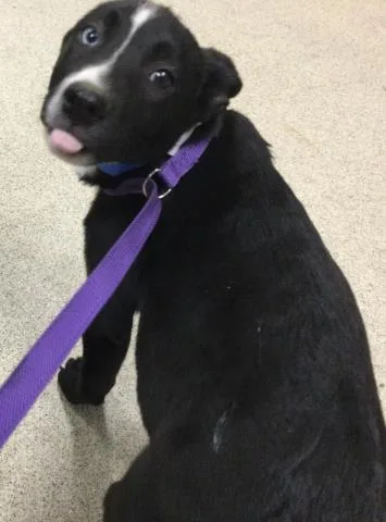 A baby small-sized male Mastiff dog named Zach for adoption in Riverside, CA