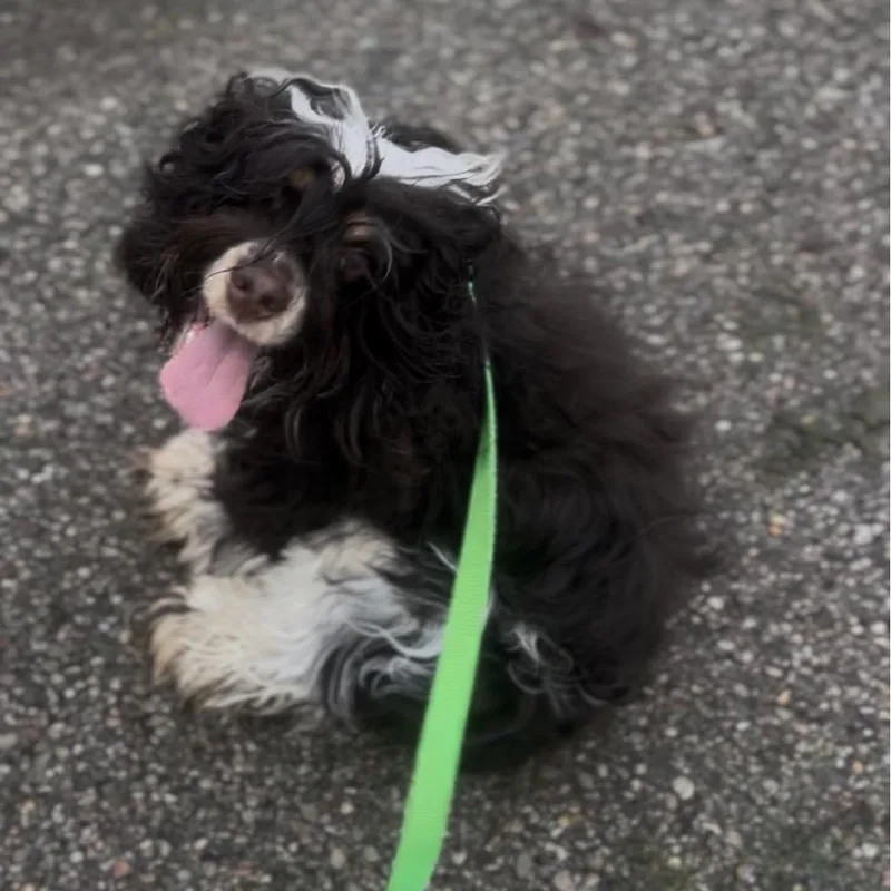 A young small-sized female Black Cocker Spaniel dog named Chloe for adoption in Marysville, OH