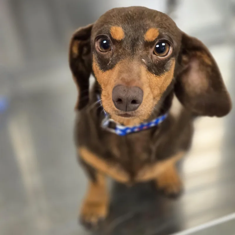 An adult small-sized female Brown / Chocolate Dachshund dog named Izzy for adoption in Normal, IL